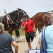 Hundreds attend Clydesdales visit to Fort McCoy; parade held at Pine View Campground