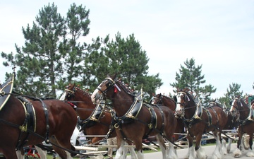 Photo Story: Hundreds attend Clydesdales visit to Fort McCoy, Part 4