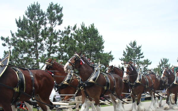 Photo Story: Hundreds attend Clydesdales visit to Fort McCoy, Part 4