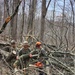 Marines give Scouting America’s Camp Tamarack ability to expand