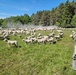 601st Engineers Complete Annual Training in Germany