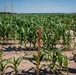 Soil treatment at Cornhusker Army Amunitions plant