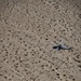 HMLA 773 conducts flight and FARP operations