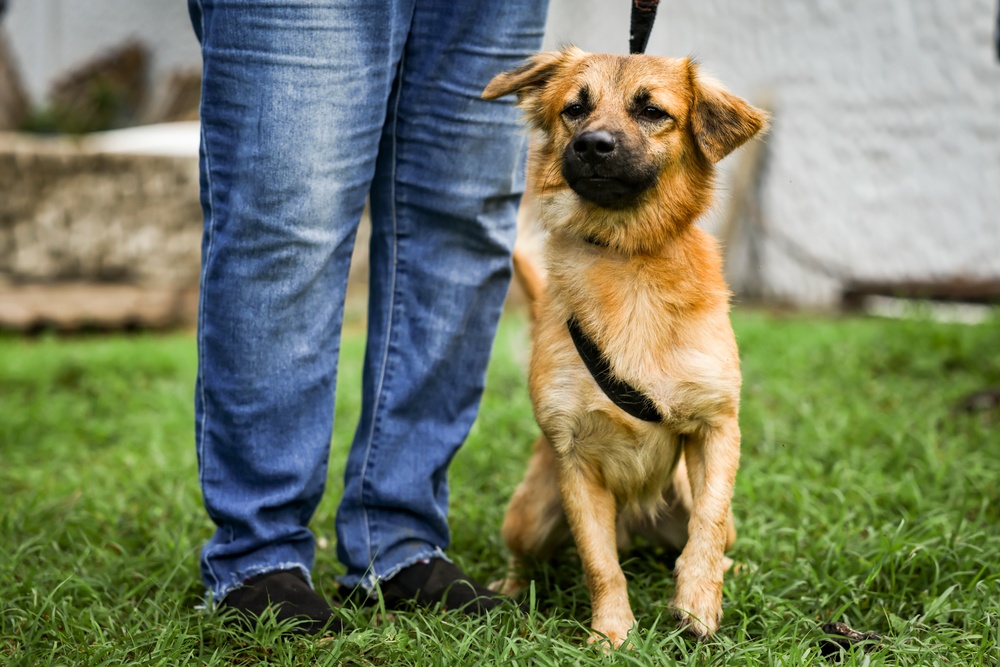 U.S. Army veterinarians provide aid for local pets