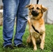 U.S. Army veterinarians provide aid for local pets