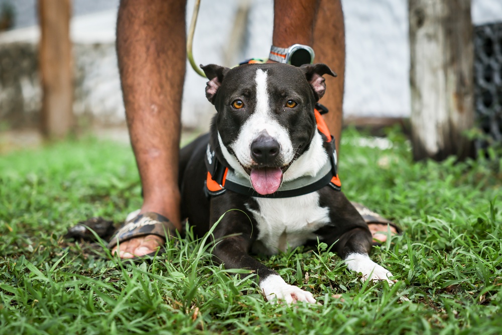 U.S. Army veterinarians provide aid for local pets