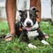 U.S. Army veterinarians provide aid for local pets