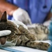 U.S. Army veterinarians provide aid for local pets