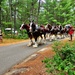 Hundreds attend Clydesdales visit to Fort McCoy; parade held at Pine View Campground