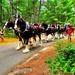 Hundreds attend Clydesdales visit to Fort McCoy; parade held at Pine View Campground