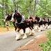 Hundreds attend Clydesdales visit to Fort McCoy; parade held at Pine View Campground