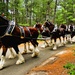 Hundreds attend Clydesdales visit to Fort McCoy; parade held at Pine View Campground