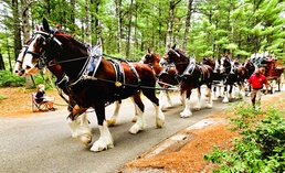 Hundreds attend Clydesdales visit to Fort McCoy; parade held at Pine View Campground