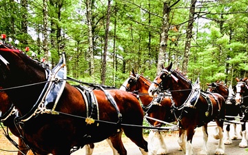 Hundreds attend Clydesdales visit to Fort McCoy; parade held at Pine View Campground