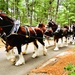 Hundreds attend Clydesdales visit to Fort McCoy; parade held at Pine View Campground