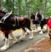 Hundreds attend Clydesdales visit to Fort McCoy; parade held at Pine View Campground