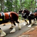 Hundreds attend Clydesdales visit to Fort McCoy; parade held at Pine View Campground