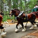 Hundreds attend Clydesdales visit to Fort McCoy; parade held at Pine View Campground