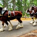 Hundreds attend Clydesdales visit to Fort McCoy; parade held at Pine View Campground