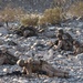 SLTE 4-25: Live-Fire Platoon Attack