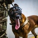 QRF undergoes close-quarters combat training