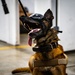 QRF undergoes close-quarters combat training
