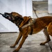 QRF undergoes close-quarters combat training