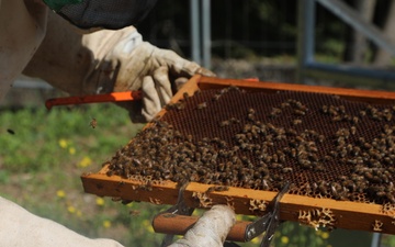 Little yellow soldiers – Why the U.S. Army is helping bees in Italy