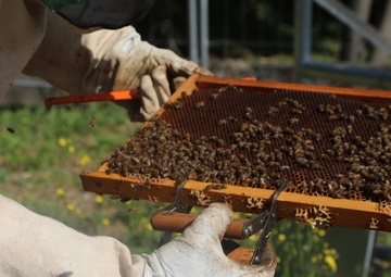 Little yellow soldiers – Why the U.S. Army is helping bees in Italy