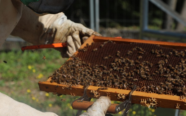 207th Military Intelligence Brigade - Theater, supports environmental and legal Efforts in Italy