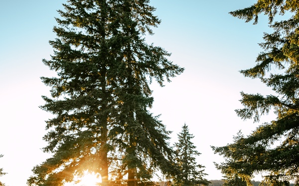 2nd Ranger Battalion Platoon Live Fire Training