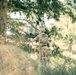 2nd Ranger Battalion Platoon Live Fire Training