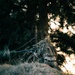 2nd Ranger Battalion Platoon Live Fire Training