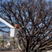 USACE supports wildfire debris removal mission in Southern California