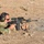 Coalition Forces Conduct Hungarian-Led Range Operations