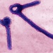 Deadly Ebola Virus Particles Captured in Transmission Electron Micrograph