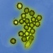 Microscopic View of H1N1 Influenza Virus Particles
