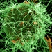 Ebola Virus Particles Bud from Infected Cell in Striking Micrograph