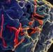 Ebola Virus Budding from Vero Cell Surface