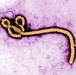 Colorized Electron Micrograph Reveals Ebola Virus Ultrastructure