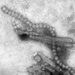 New H7N9 Influenza Virus Detected in Humans, Raising Concerns