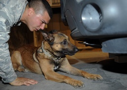 Air Force Airman and Working Dog Conduct Vehicle Check in Southwest Asia