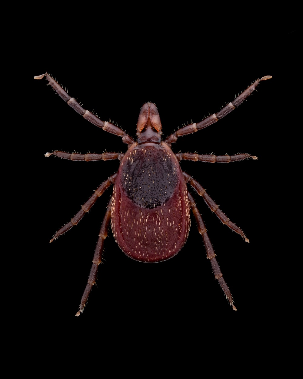 Lone Star Tick Dominates Southeastern U.S., Army Photo Shows