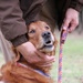 Golden Retriever Huff Assists Warrior Canine Connection in Helping Service Members