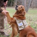 Golden Retriever Assists Wounded Warrior in Rehabilitation