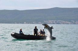 U.S. Navy Dolphins Assist Montenegrin Navy in Detecting Underwater Explosives