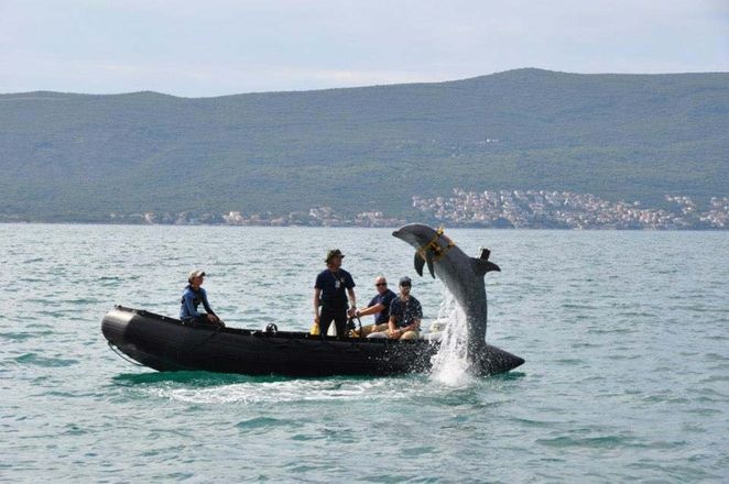U.S. Navy Dolphins Assist Montenegrin Navy in Detecting Underwater Explosives