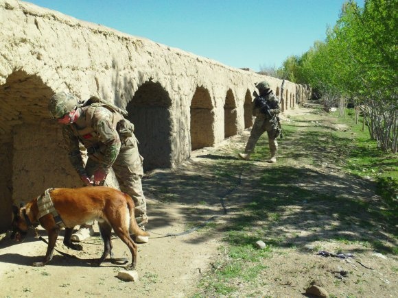 Mine Detection Dog Assists Patrol in Afghanistan