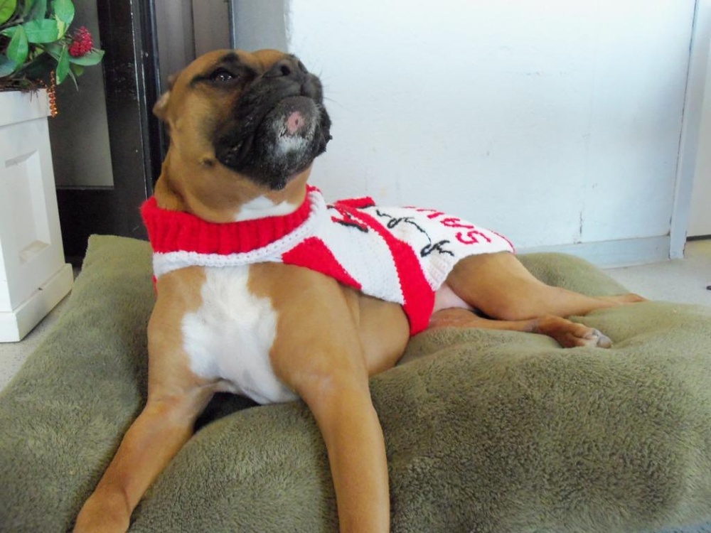 Boxer Inspires Lifesaving Blood Drive at Army Airfield