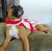 Boxer Inspires Lifesaving Blood Drive at Army Airfield